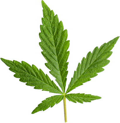 https://xn--elermitaoclubsocial-23b.org/wp-content/uploads/2018/12/marijuana_leaf_large.png